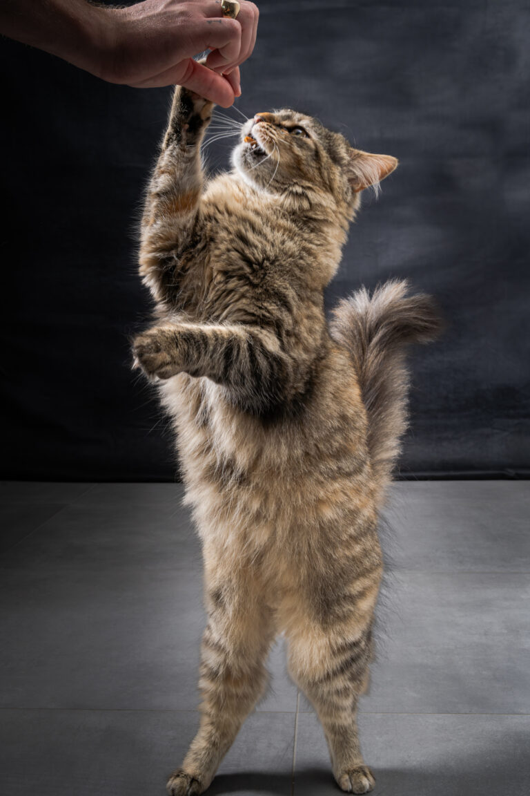 shooting chat moselle