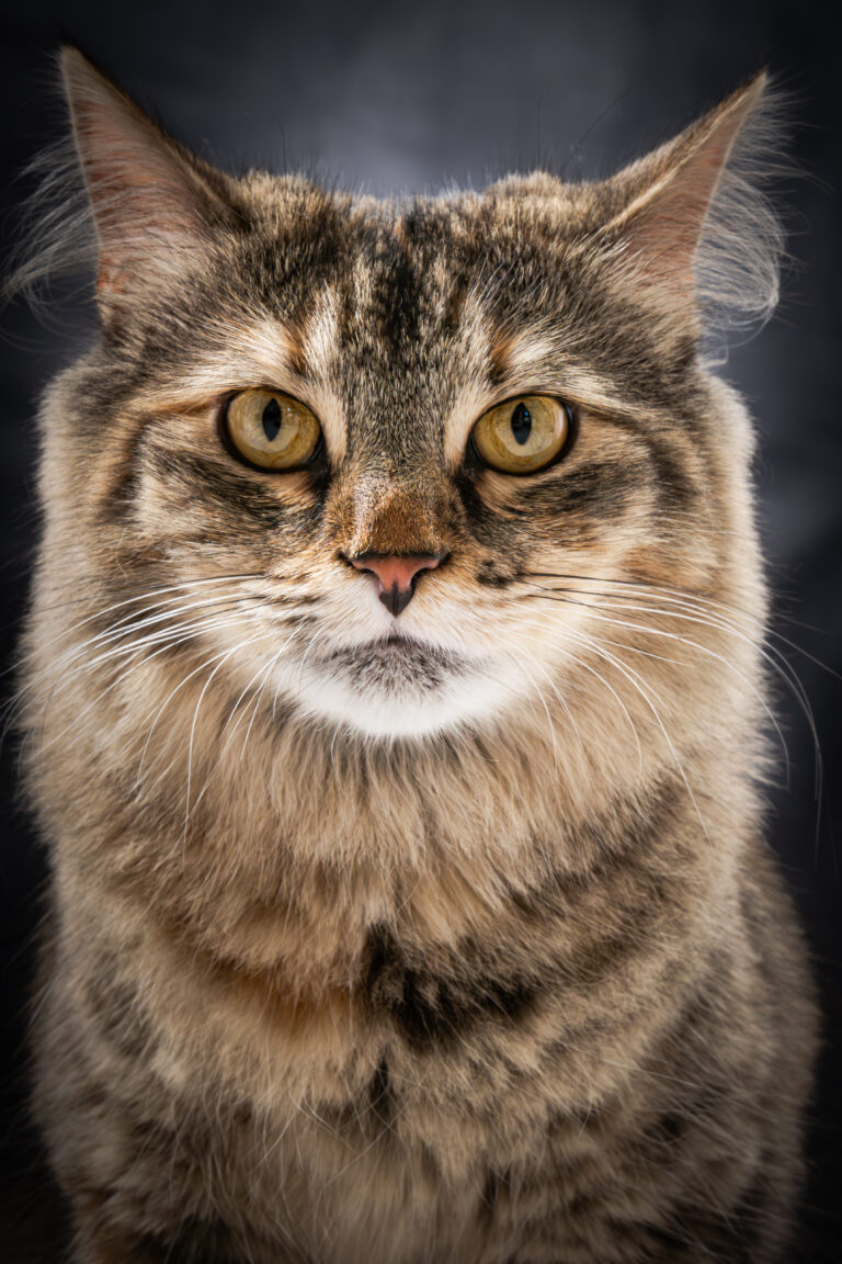 photographie animaux de compagnie